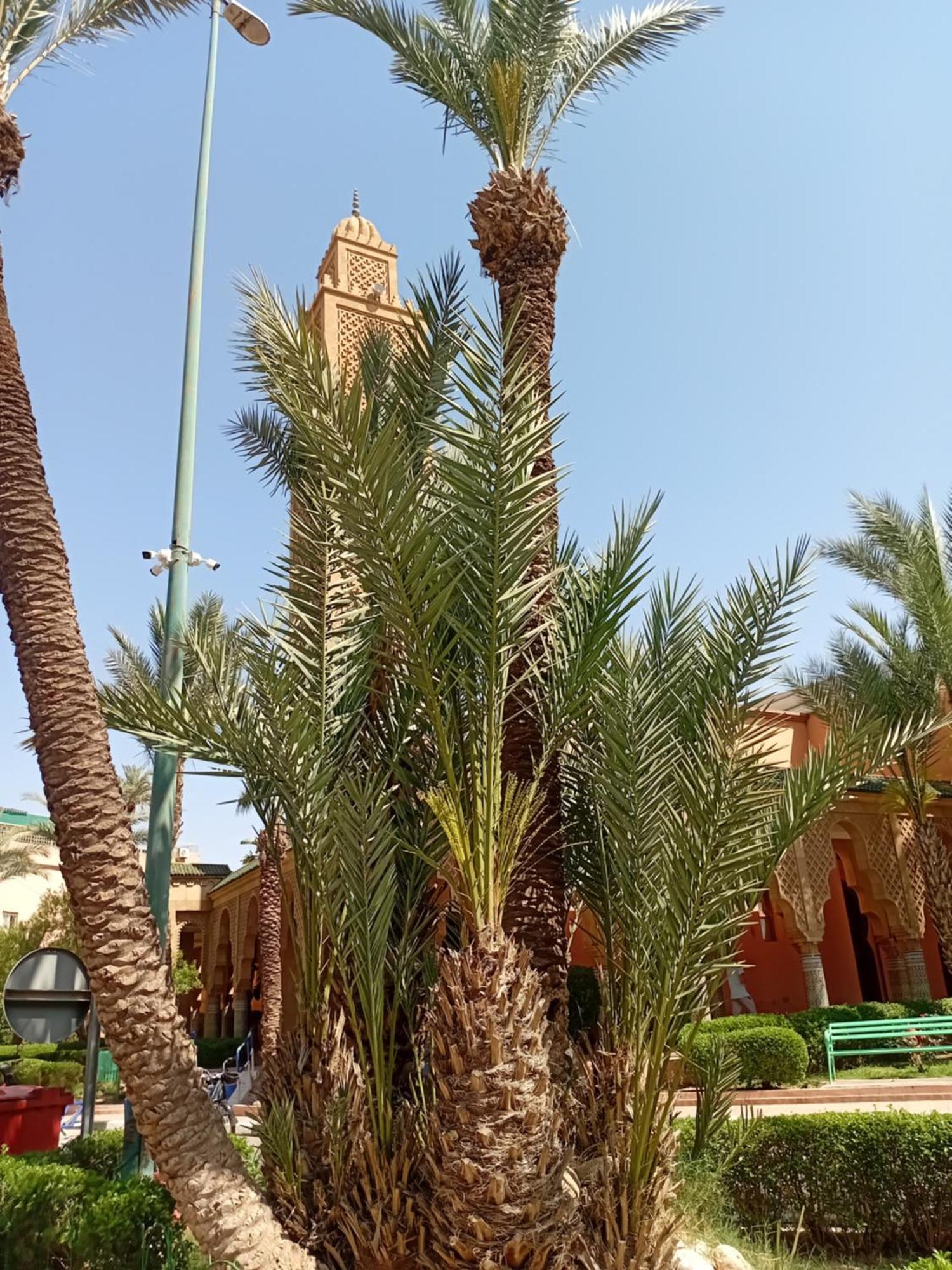 Riad Le Shams Marrakesh Eksteriør bilde